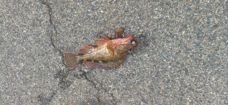 アジ探し@下津周辺