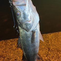 サイズアップ！