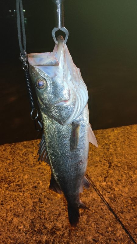 サイズアップ！