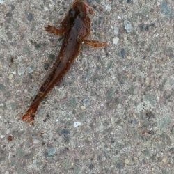 アジ探し@りんくう