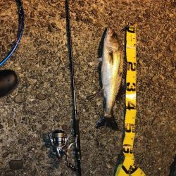 梅雨入り前の釣行