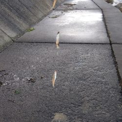 苅谷海岸のキス釣り