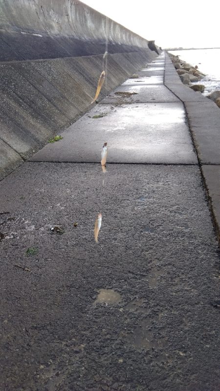 苅谷海岸のキス釣り
