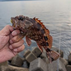 陸っぱり釣行記