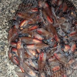 ギガアジ混じりで入れ食い