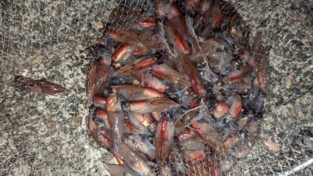 ギガアジ混じりで入れ食い