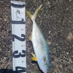 ｼﾞｸﾞｱｼﾞ