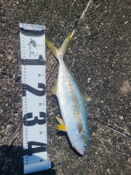 ｼﾞｸﾞｱｼﾞ