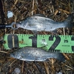 日が暮れてヒラセイゴ釣れる。