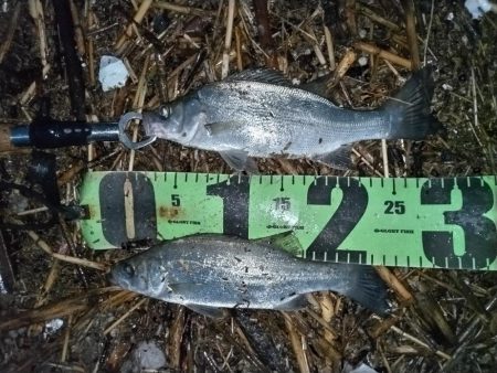 日が暮れてヒラセイゴ釣れる。