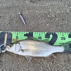 夕マズメ短時間釣行。