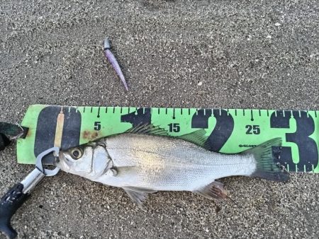 夕マズメ短時間釣行。