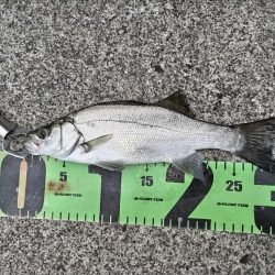 癒しのヒラセイゴ釣り