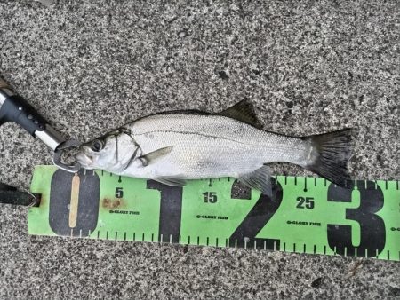 癒しのヒラセイゴ釣り