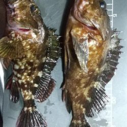 自己最大ガシラ