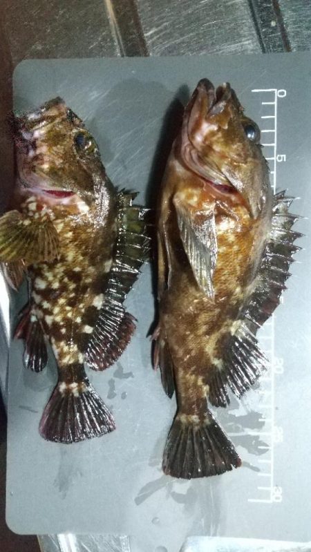 自己最大ガシラ