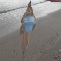 ピンギス数釣り