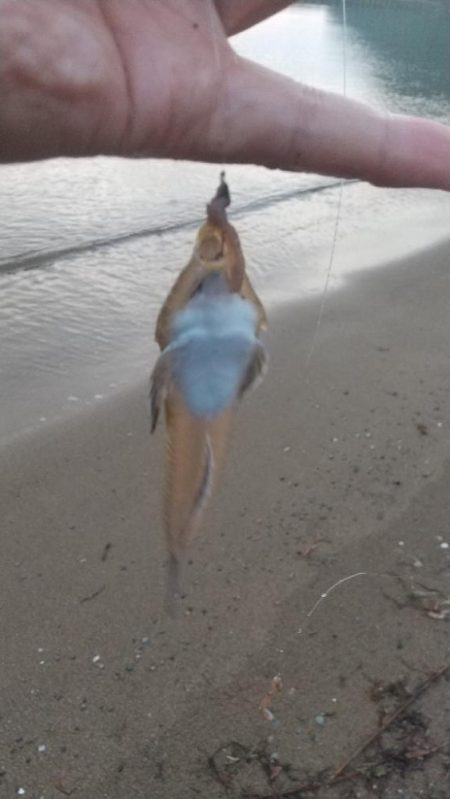 ピンギス数釣り