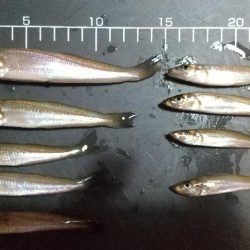 チビキスばかり…