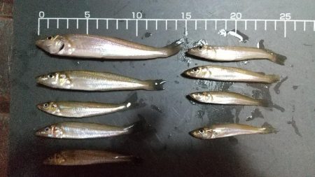 チビキスばかり…