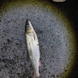 苦戦中です(^^;)