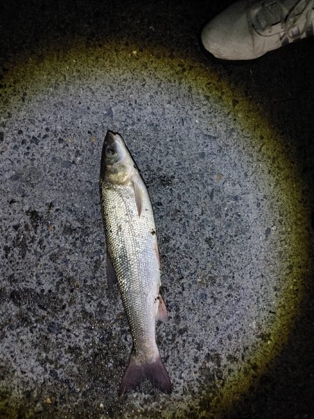 苦戦中です(^^;)