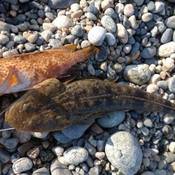 キジハタ2匹！マゴチ１匹！