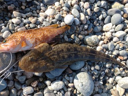 キジハタ2匹！マゴチ１匹！