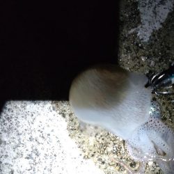 コウイカ1杯!ミミイカ1杯!