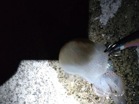 コウイカ1杯!ミミイカ1杯!