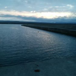 キジハタ1匹(お)