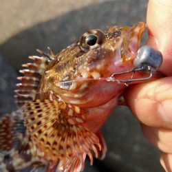 キジハタ1匹!カサゴ1匹!