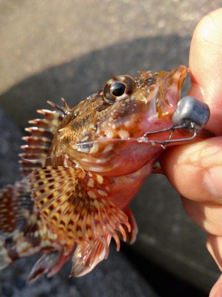 キジハタ1匹!カサゴ1匹!