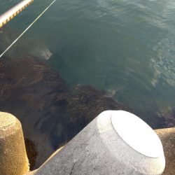 キジハタ、小サバ