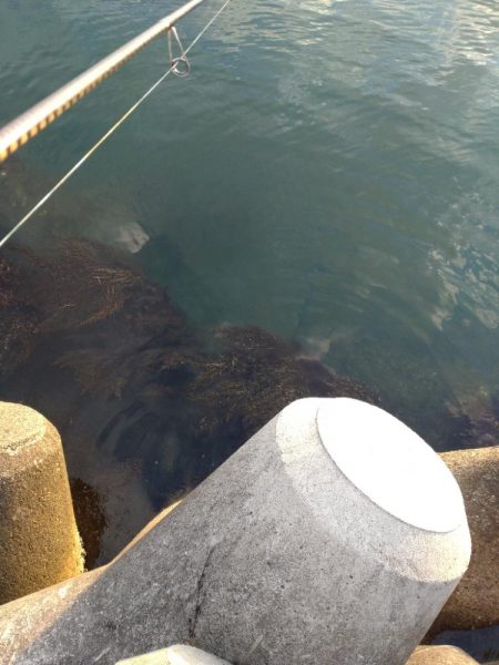 キジハタ、小サバ