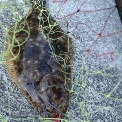 キジハタ、ヒラメ