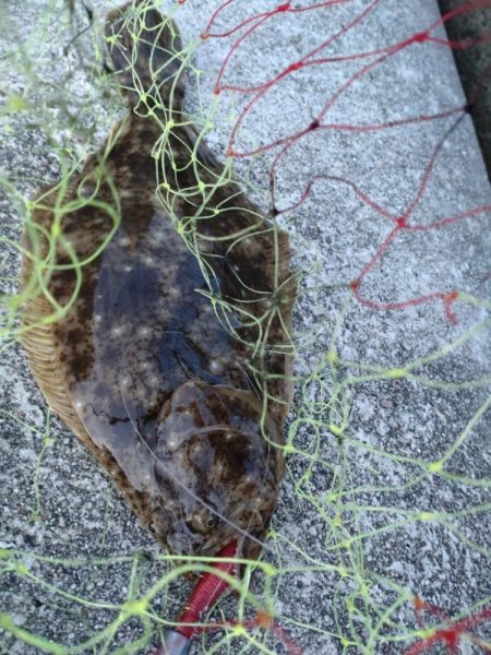 キジハタ、ヒラメ