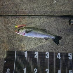 青物こない( ´･ω･`)