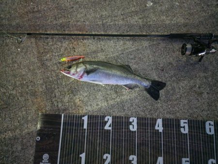 青物こない( ´･ω･`)