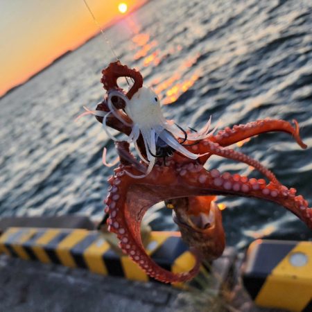 タコ狙い🐙ふ