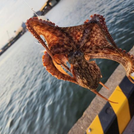 オクトパッシング🐙