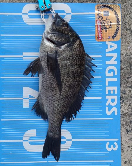 紀州釣りに挑戦しました🙋