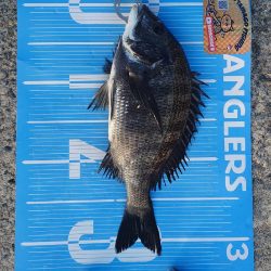 紀州釣りに挑戦🙋