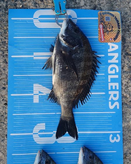 紀州釣りに挑戦🙋