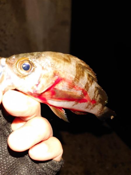 岸タコとメバリング