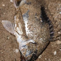 サーフチニング