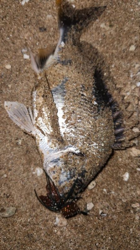 サーフチニング