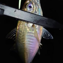 てっきり居着き鯵かと思いきや！？