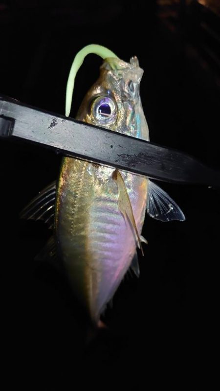 てっきり居着き鯵かと思いきや！？