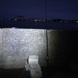 コノシロの群れの後に…